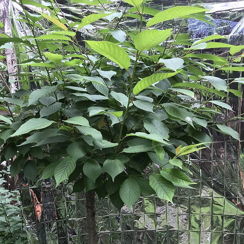 10/1PCS Silver Highly Reflecti - огляд і ціна Grow Tent 4X4